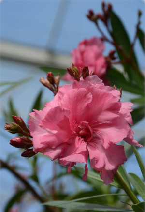 Nerium oleander, rosa-gefüllt - Oleander | Rosenlorbeer - Strauch, rosa gefüllt, Topf 30 l, 125/150 cm (XXL)