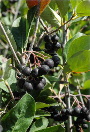 Aronia melanocarpa - Schwarze Apfelbeere (Pflanze) - Baum, Topf 3 l, 110/130 cm