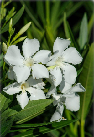 Nerium oleander, weiss - Oleander | Rosenlorbeer - Strauch, weiß, Topf 9 l, 70/80 cm