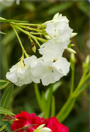 Nerium oleander, weiss-gefüllt - Oleander | Rosenlorbeer - Strauch, weiß-gefüllt, Topf 7 l, 50/70 cm
