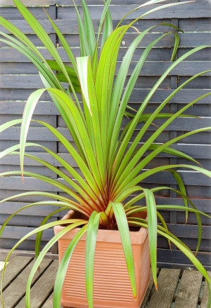 Pandanus utilis - Pandan-Palme | Schraubenbaum - Baum, Topf 3 l, 40/60 cm