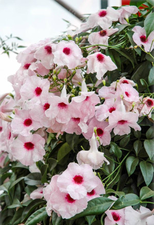 Pandorea jasminoides - Laubenwein | Rosa Pandorea | Australische Schönranke | Jasmintrompete - Kletterpflanze, Topf 5 l, 125/150 cm