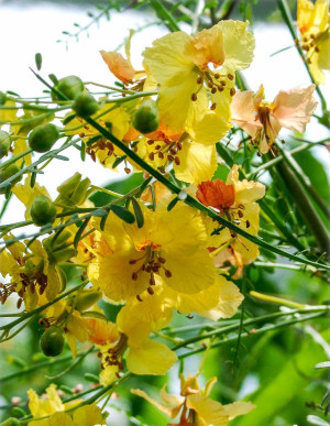 Parkinsonia aculeata - Jerusalemdorn - Baum, Topf 3 l, 70/90 cm
