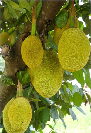 Artocarpus heterophyllus - Jackfrucht (Pflanze) | Jackfruchtbaum | Jakobsfrucht - Baum, Topf 7 l, 100/125 cm