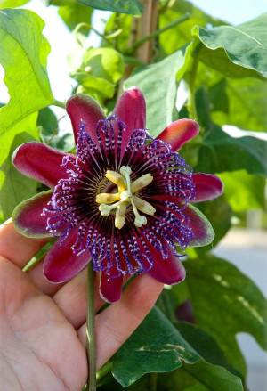Passiflora alata - Passionsfrucht (Pflanze) | Riesen-Granadilla | Maracuja (Pflanze) - Kletterpflanze, Topf 3 l, 100/125 cm