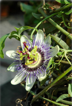 Passiflora caerulea - Blaue Passionsblume - Kletterpflanze, Topf 3 l, 50/70 cm