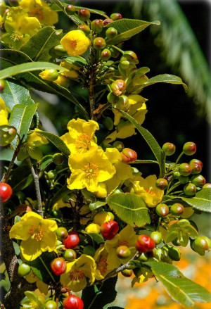 Ochna serrulata - Micky-Maus-Pflanze | Vogelaugenbusch | Sägeblättrige Nagelbeere - Strauch, Topf 5 l, 40/60 cm