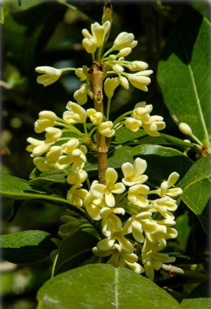 Osmanthus fragrans - Süße Duftblüte - Strauch, Topf 5 l, 50/70 cm