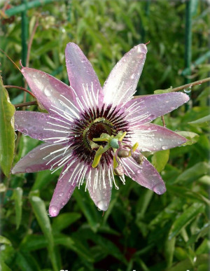 Passiflora x belotii 'Kaiserin Eugenie' - Passionsblume - Kletterpflanze, Topf 5 l, 80/100 cm