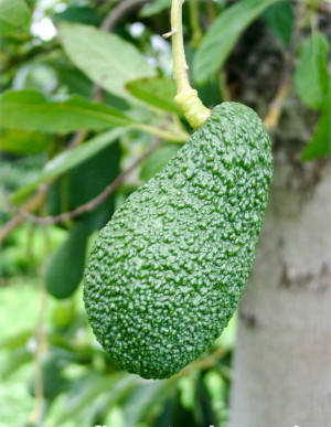 Persea americana - Avocado (Pflanze) - Baum, Sämling, Topf 15 l, 80/100 cm, StU 6-10cm