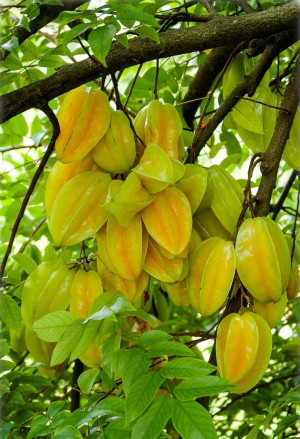 Averrhoa carambola - Sternfrucht (Pflanze) | Karambole - Baum, Fwang-Tung, Topf 7 l, 125/150 cm