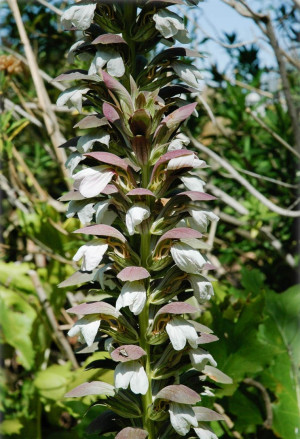 Acanthus mollis - Pracht-Akanthus | Weiche Bärentatze | Wahrer Bärenklau - Staude, Topf 3 l, 20-40 cm