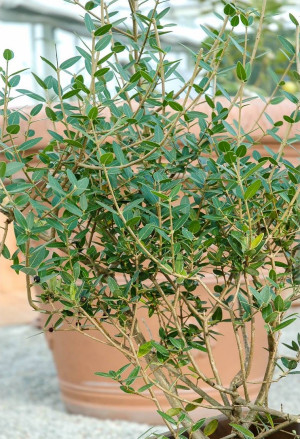 Phillyrea angustifolia - Schmalblättrige Steinlinde - Strauch, Topf 7 l, 80/100 cm