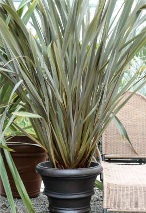 Phormium tenax 'Purpureum' - Neuseeländer Flachs | rotblättrig - Gras, 'Purpureum', Topf 30 l, 125/150 cm