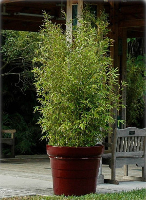 Phyllostachys aurea - Gold-Bambus - Gras, Pleioblastus linearis, Topf 70 l, 250/300 cm (XXL)