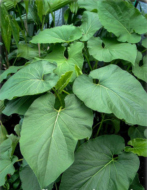 Piper auritum - Mexikanischer Blatt-Pfeffer | Ohrenpfeffer | Makulan - Strauch, Topf 7 l, 40/60 cm