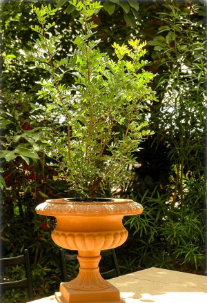 Pistacia lentiscus - Mastixstrauch | Wilde Pistazie - Strauch, Topf 25 l, 80/100 cm