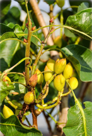 Pistacia vera - Echte Pistazie (Pflanze) | Pistazienbaum - Baum, weiblich, Topf 7 l, 90/110 cm