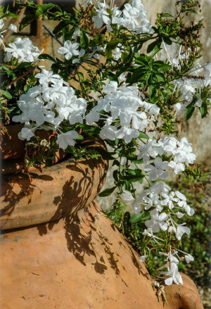 Plumbago auriculata 'Alba' - Bleiwurz | Kap-Bleiwurz | weiß blühend - Strauch, 'Alba' (weiß), Topf 3 l, 100/125 cm