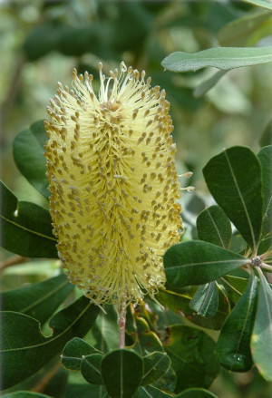 Banksia integrifolia - Küsten-Banksie - Strauch, Topf 3 l, 30/50 cm