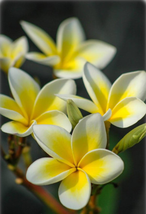 Plumeria rubra  weiß-gelb - Frangipani | Tempelbaum | Wachsblume - Baum, weiß-gelb  mit einem Hauch von zartrosa, Topf 3 l, 30/50 cm