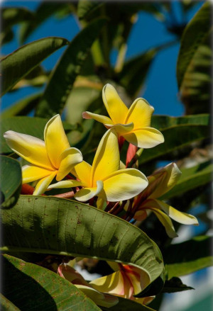 Plumeria rubra 'Bali Palace' - Frangipani | Tempelbaum | Wachsblume - Baum, 'Bali Palace', Topf 3 l, 40/50 cm