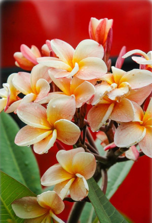 Plumeria rubra 'Bun Yen' - Frangipani | Tempelbaum | Wachsblume - Baum, 'Bun Yen', Topf 3 l, 30/50 cm