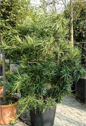Podocarpus macrophyllus - Tempelbaum | Großblättrige Steineibe - Strauch, Topf 5 l, 60/80 cm