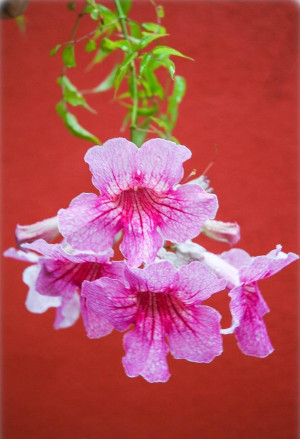 Podranea ricasoliana - Rosa Trompetenwein | Weitschlundige Bignonie - Kletterpflanze, 'Contessa Sara', Topf 7 l, 100/125 cm