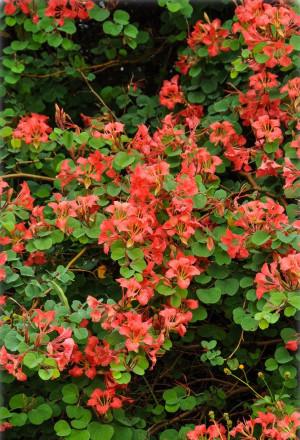 Bauhinia galpinii - Zwerg-Orchideenbaum | Rote Bauhinia - Strauch, Topf 3 l, 30/50 cm