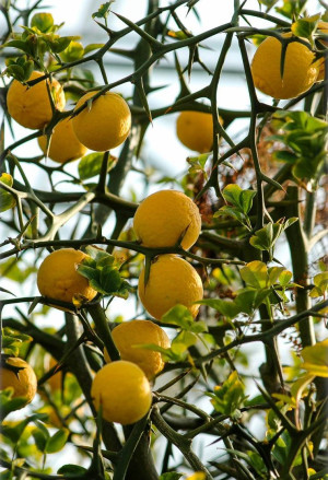 Poncirus trifoliata (Citrus) - Dreiblättrige Orange | Bitterorange - Halbstamm, Topf 15 l, 150/175 cm (XXL)