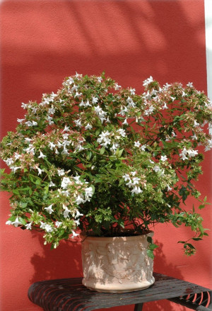 Abelia x grandiflora - Großblumige Abelie | Großblütige Abelie - Strauch, Topf 3 l, 30/50 cm