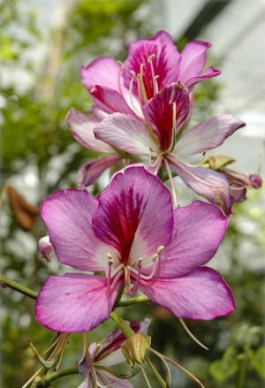 Bauhinia purpurea - Orchideenbaum | Schmetterlings-Bauhinie - Strauch, Topf 3 l, 60/80 cm