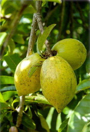 Pouteria campechiana - Canistel | Eierfrucht (Pflanze) - Baum, Sämling, Topf 2 l, 30/50 cm