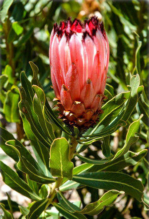 Protea neriifolia - Oleanderblättrige Protea | Schmalblättriger Zuckerbusch - Strauch, 'Special Pink Ice', Topf 2 l, 40/60 cm