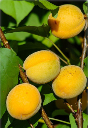 Prunus armeniaca 'Sungiant' - Aprikose - Baum, 'Sungiant', Topf 12 l, 125/150 cm