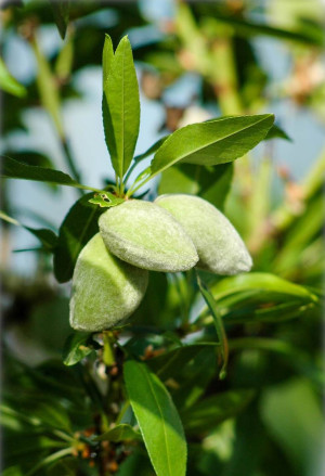 Prunus dulcis - Mandel (Pflanze) - Echter Mandelbaum - Baum, 'Tuono', Topf 12 l, 125/150 cm