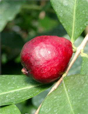 Psidium littorale - Erdbeer-Guave - Baum, rotfrüchtig, Topf 12 l, 175/200 cm (XXL)
