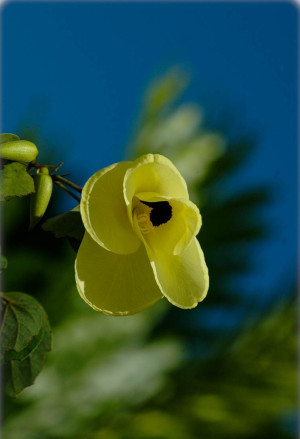 Bauhinia tomentosa - Gelber Orchideenbaum - Strauch, Topf 2 l, 30/50 cm