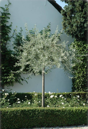Pyrus salicifolia - Weidenbirne - Weidenblättrige Birne - Hochstamm, Topf 30 l, 200/300 cm, StU 10-12cm (XXL)