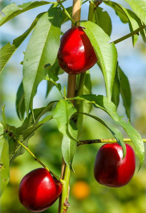 Prunus persica ssp Nucipersia - Nektarine (Pflanze) | Nektarinenbaum - Baum, 'Armking', Topf 25 l, 175/200 cm (XXL)