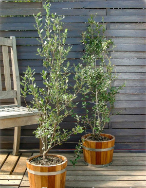 Quercus ilex - Stein-Eiche - Strauch, Topf 7 l, 100/125 cm