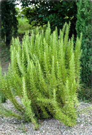 Rosmarinus officinalis - Rosmarin (Pflanze) - Strauch, Topf 7 l, 40/60 cm