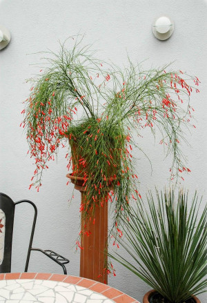 Russelia equisetiformis - Springbrunnenpflanze - Strauch, rot, Topf 3 l, 20/40 cm