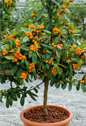 Fortunella hindsii (Citrus) - Mini-Kumquat (Pflanze) | Hongkong-Kumquat | Golden Bean Kumquat - Stämmchen, Topf 5 l, 40/60 cm