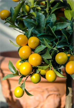 Fortunella japonica (Citrus) - Runde Kumquat (Pflanze) - Stämmchen, Topf 5 l, 60/80 cm