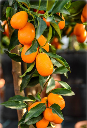Fortunella margarita (Citrus) - Ovale Kumquat (Pflanze) | Zitrusbäumchen Kumquat - Stämmchen, Topf 7 l, 90/110 cm