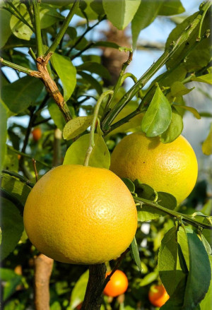 Citrus x tangelo 'Mapo' - Tangelo | Zitruspflanze - Strauch, 'Mapo', Topf 5 l, 60/80 cm