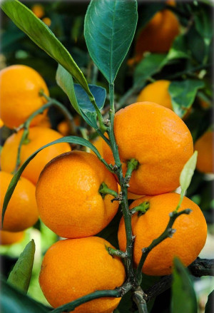 Citrus unshiu - Satsuma (Pflanze) | Satsumabaum - Stämmchen, 'Myagawa', Topf 5 l, 50/70 cm