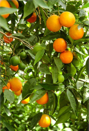 Citrus sinensis 'Vainiglia' - Süß-Orange | Orangenbaum | Orangenbäumchen - Stämmchen, 'Vainiglia', Topf 5 l, 50/70 cm